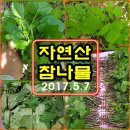 (5월 7일) 개척산행서 본 참나물군락지 이미지