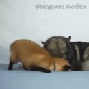 늑대와여우 PC방 이미지