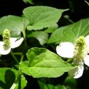 우면산6-1-6 이미지