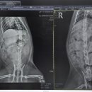 파주24시동물병원 이미지