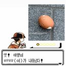베리굿하우스 | Life is egg🐣