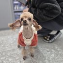 보담동물의료센터 이미지