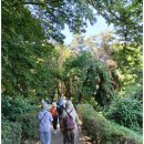 7월 정기도보, 서초 우면산 무장애숲길 걷기 (後記) 이미지