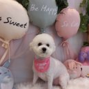 예쁘개&사랑스럽개 이미지