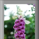 비밀의화원 이미지