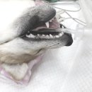 주연동물병원 이미지