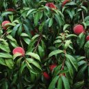 복숭아 펜션 이미지