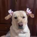 가음중 | 케이팝신이보우하사