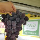 산포도원