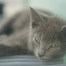 대구고양이분양 도로시펫 이미지