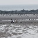 갯벌놀이펜션 이미지