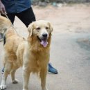 아이스크림멍냥 이미지