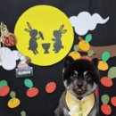 멍블리 펫 이미지