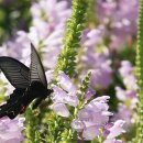 홍천농장 이미지