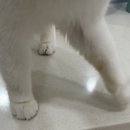 손톱에물들이다