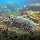 거북공원-2　 이미지