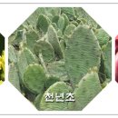 그린천년초
