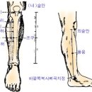 경혈(혈자리) : 뜸자리 이미지