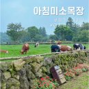 석진육성우목장 | 제주도 아침미소목장 아이랑 비 오는날 방문 후기