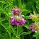 레몬베르가못(Lemon Bergamot) 이미지