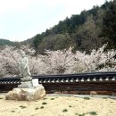 [전남 드라이브] 나만 알고 싶은 벚꽃 숨은 명소, 강진 금곡사 벚꽃길 4월 4일 벗꽃