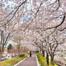 카페피씨후 동천점 | 순천 동천 벚꽃 실시간(3.31) 후기｜개화 상태, 주차, 근처 카페 추천