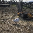 우진목장 이미지