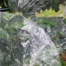 보우농장 이미지