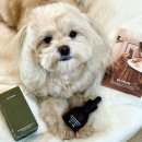 귀일지 | 강아지 귀 청소 교감 앰플 귀 세정제 귀염증 외이염 저자극 관리 후기