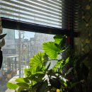 삼국지 | [부산 하단/동아대] 진한 국물이 맛있는 '삼국지 짬뽕천하' 후기