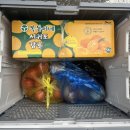 OBS경인TV | [후기]남촌농산물도매시장 채소동/과일동/주차/꿀팁