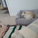 왕짱애견유치원 이미지