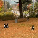 바삭한 가을 🐈‍⬛🐈
