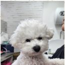 예쁘개# 애견미용실 이미지