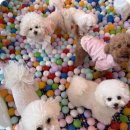 댕댕 하우스 이미지