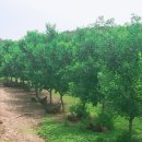 진명농원 이미지