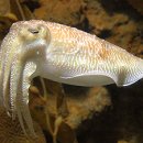 오징어를 영어로 하면? SQUID? CUTTLE FISH? 이미지