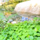 이화원(야외) | 가평 가볼만한곳 - 자라섬 이화원 생태체험 식물원과 국화 전시회 (주차 꿀팁)