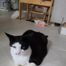 넬동물의료센터 | 136. 고양이 다리 마비, 편측마비 고양이 FCE 말총신경눌림 -안양 넬동물의료센터- 쩜이
