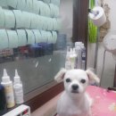 뽀삐애견 이미지