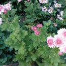 하계미성아파트.을지병원 이미지