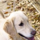 번개닭갈비 이미지