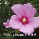 화려강산
