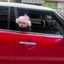 투썸플레이스시흥대야점 | 투썸 케이크 추천 샤인 머스캣 초코 케이크 샤초생