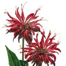 보테니컬 이미지