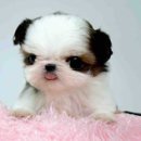 예쁜강쥐 이미지