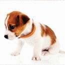 아담스펫 강아지분양 고양이분양 강남점 이미지