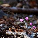 경주 토함산-시부거리.. 노루귀, 복수초... 이미지