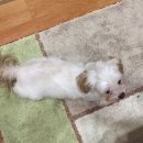 전영호 동물병원 이미지