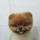 착한애견미용 이미지